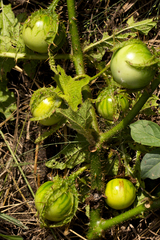 Solanum dasyphyllum image