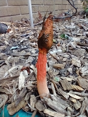 Phallus rugulosus