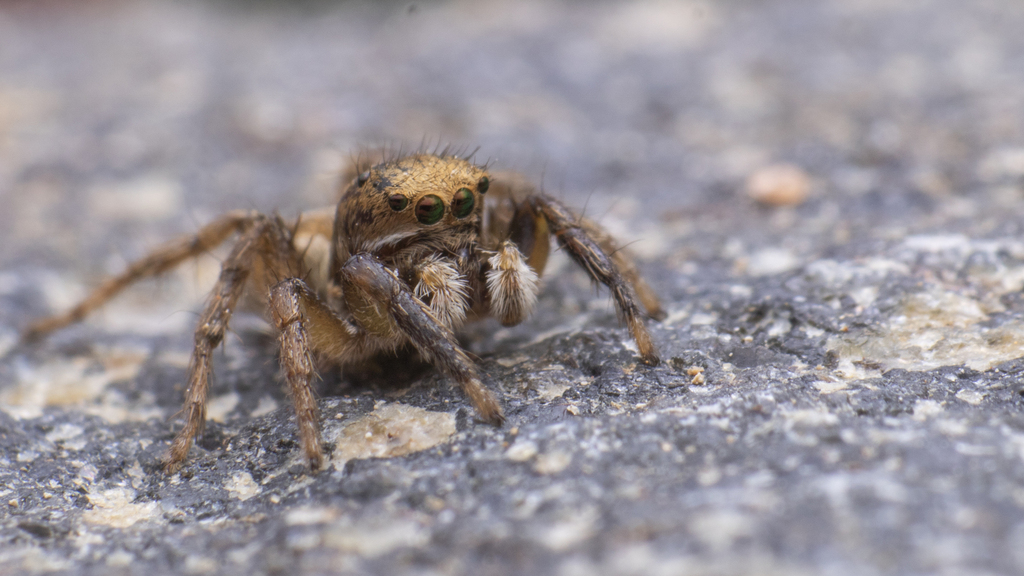 Aelurillus kronestedti