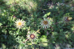 Carlina vulgaris