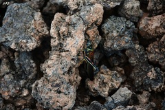Schistocerca melanocera