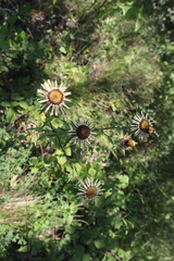 Carlina vulgaris