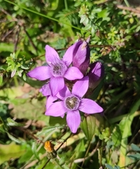 Gentianella