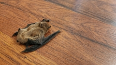 Pipistrellus