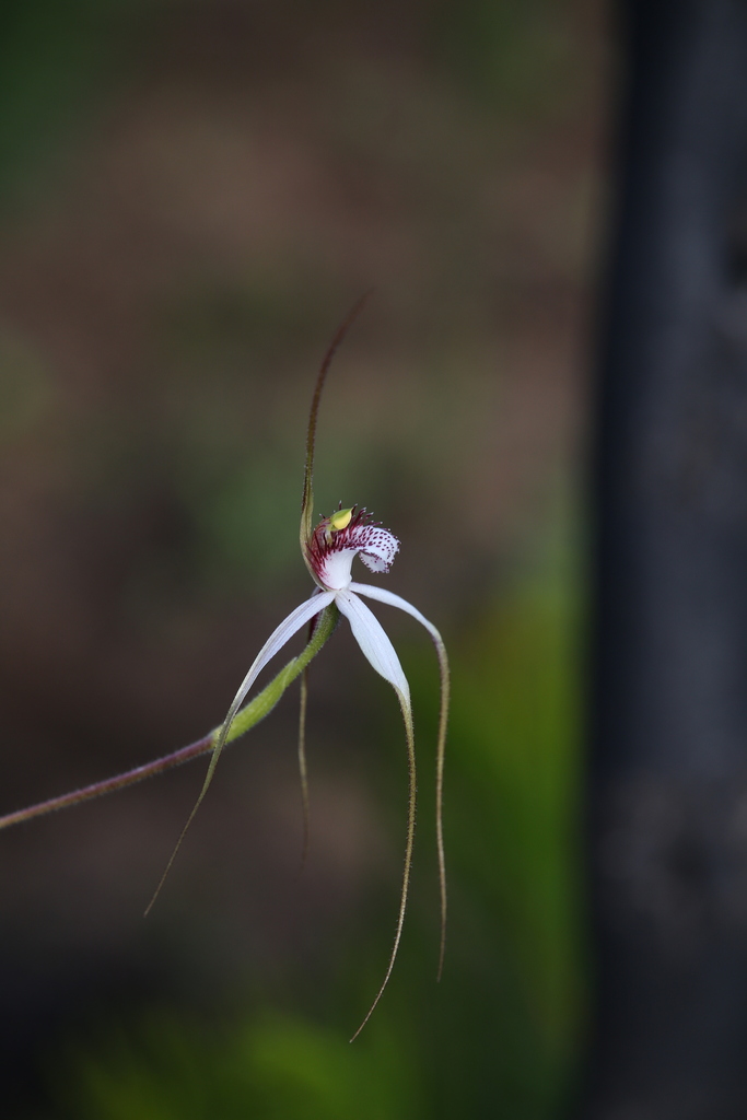 Caladenia longicauda