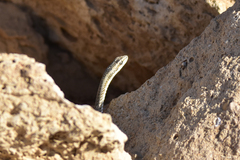 Psammophis lineolatus