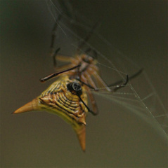 Micrathena bicolor