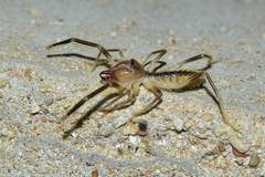 Galeodidae