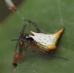 Micrathena bicolor