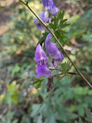 Aconitum variegatum