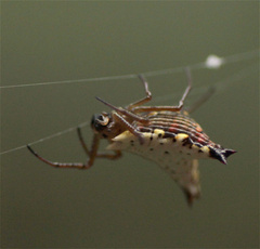 Micrathena lucasi