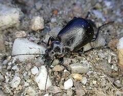 Calosoma inquisitor