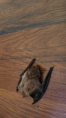 Pipistrellus