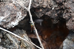 Schistocerca melanocera