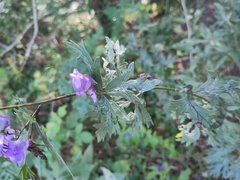 Aconitum variegatum