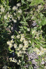 Carlina vulgaris