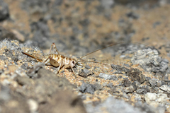 Gryllomorpha