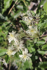 Carlina vulgaris