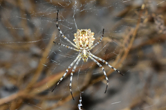 Argiope lobata