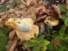 Russula risigallina