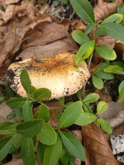 Russula risigallina