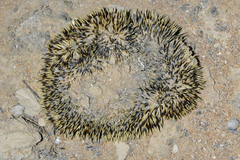 Hemiechinus auritus