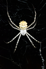 Argiope lobata