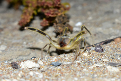 Galeodidae
