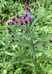 Vernonia noveboracensis