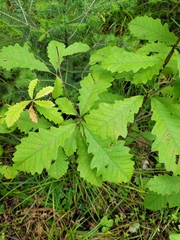 Quercus