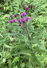 Vernonia noveboracensis