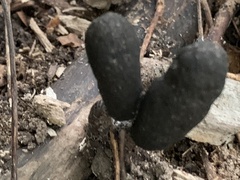Xylaria longipes