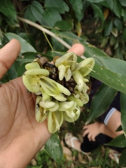 Mucuna