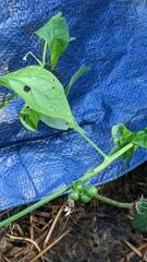 Solanum emulans