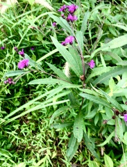 Vernonia noveboracensis