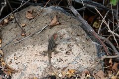 Microlophus grayii