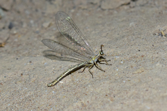 Myrmecaelurini