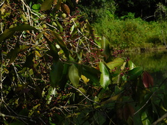 Calyptranthes chytraculia