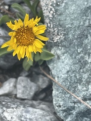 Erigeron aureus