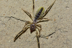 Galeodidae