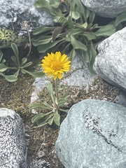 Erigeron aureus