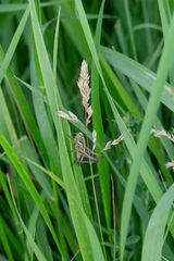Roeseliana roeselii
