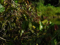 Calyptranthes chytraculia