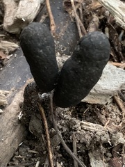 Xylaria longipes
