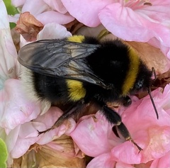 Bombus terrestris