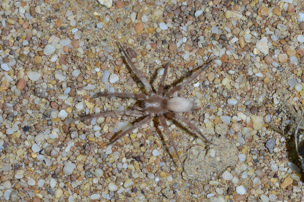 Anagraphidinae