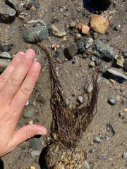 Desmarestia aculeata