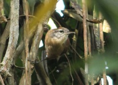 Cantorchilus longirostris