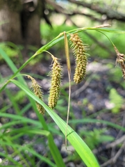 Carex gynandra