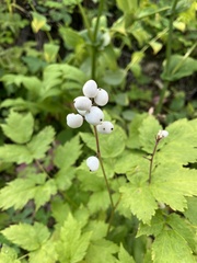 Actaea rubra neglecta